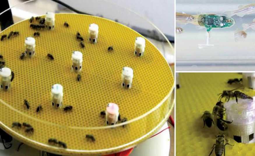 الروبوتات تتيح إمكانية التواصل بين الأسماك والنحل