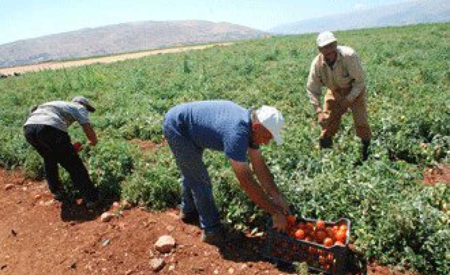 تجمع المزارعين: نطالب وزير الزراعة بخطة عمل لانقاذ الزارعة من التدهور