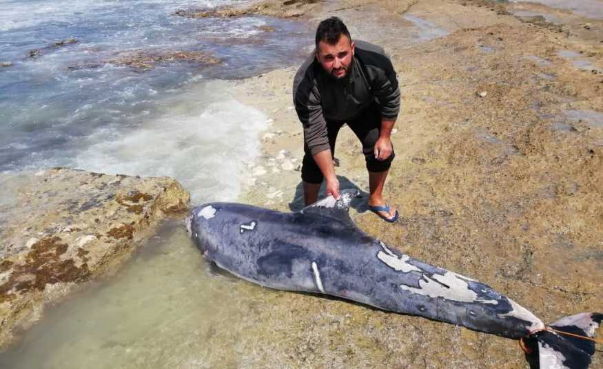 بالصور والفيديو.. دلفين عند شاطئ عدلون 